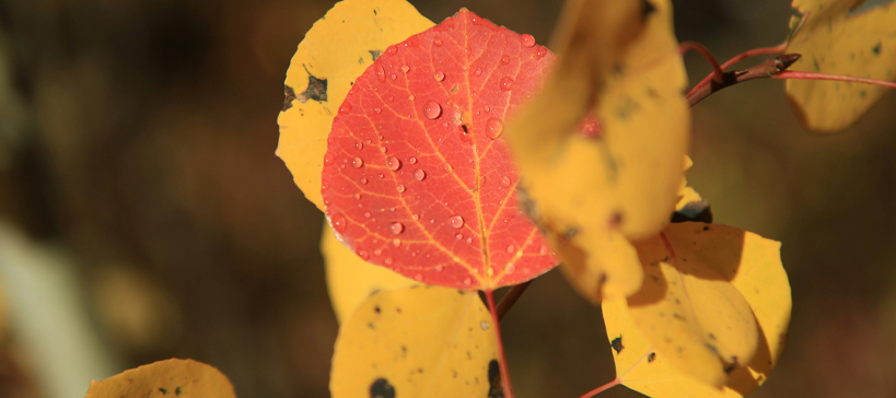 Feuilles d'automne 