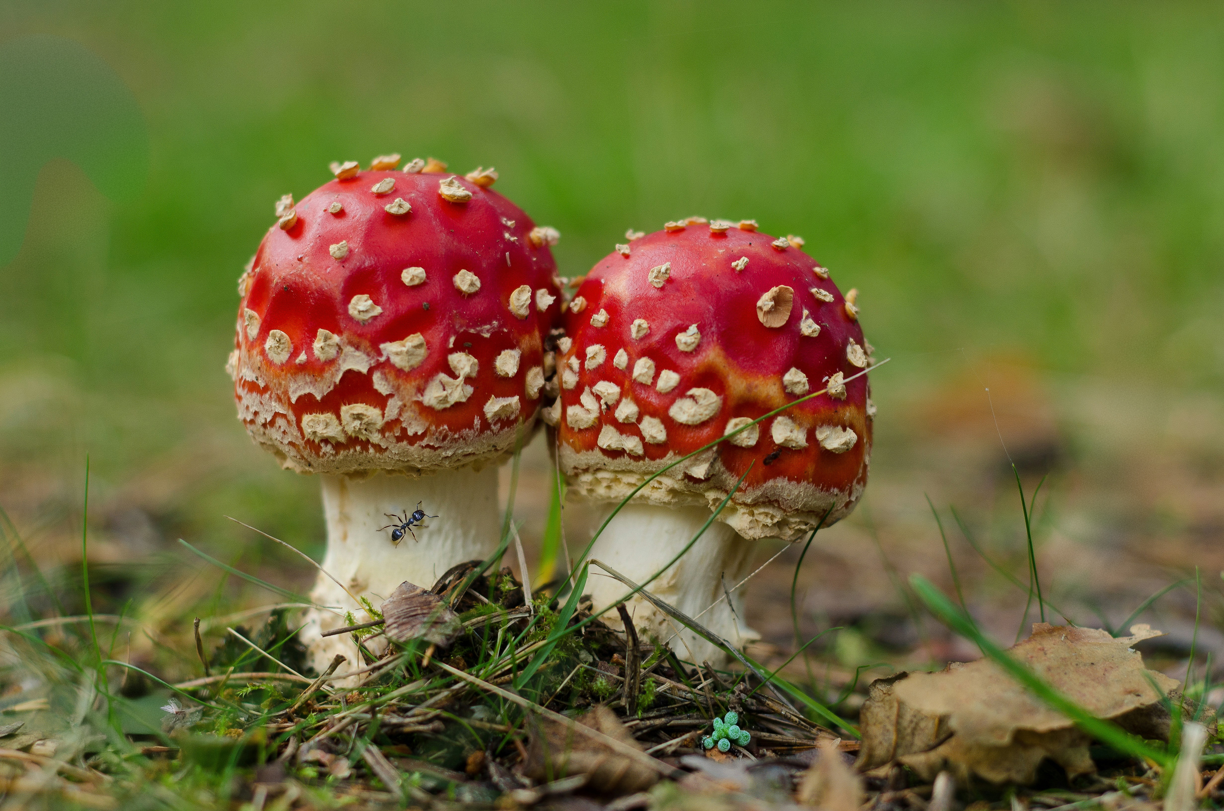 Champignons erreurs