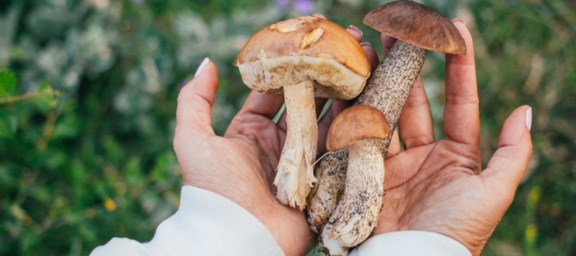 Champignons ramassés