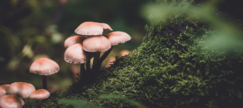 champignons sous-bois